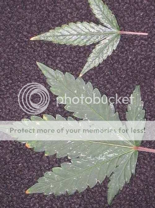 1134Thrips2.jpg