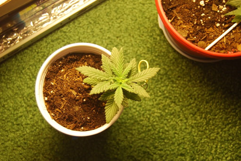 weed36008.jpg