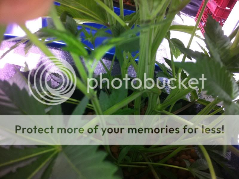 plant1internodes.jpg