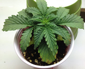 overwatering2.jpg