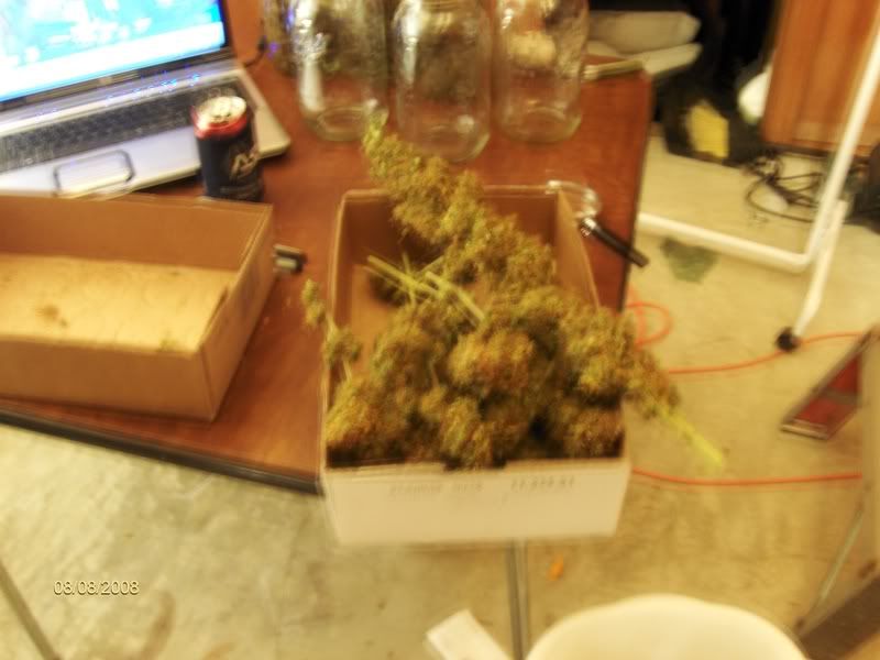 readytocure003.jpg