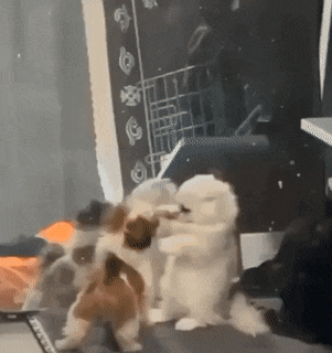 1670876446_2.gif