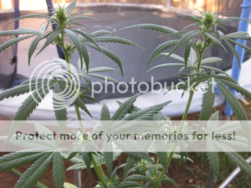myplants006.jpg