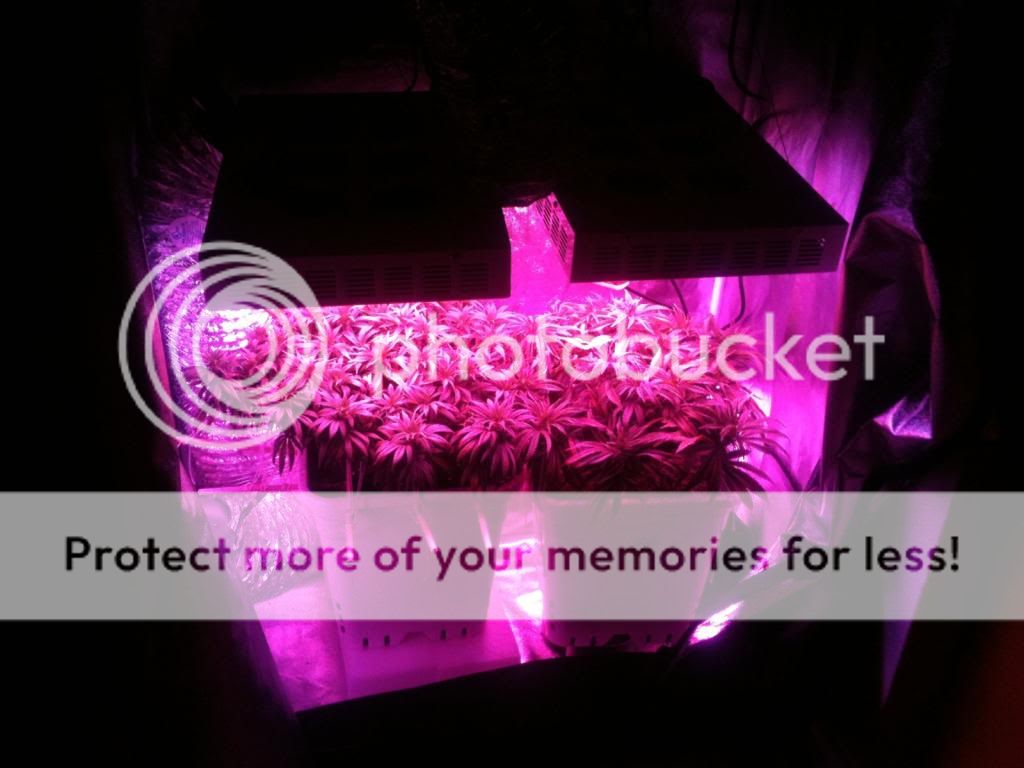 IMG_7897_zps47df0caf.jpg