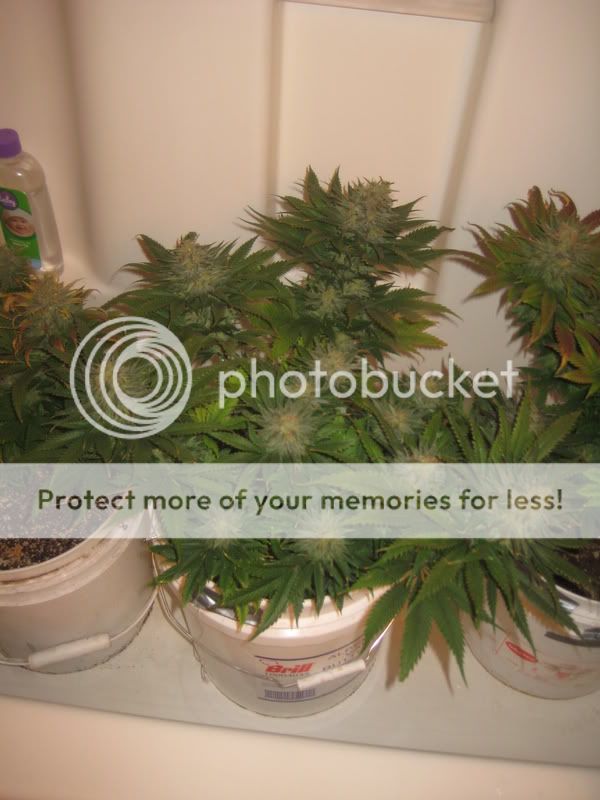 plants216.jpg