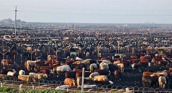 00359_cattle-feedlot-002.jpg