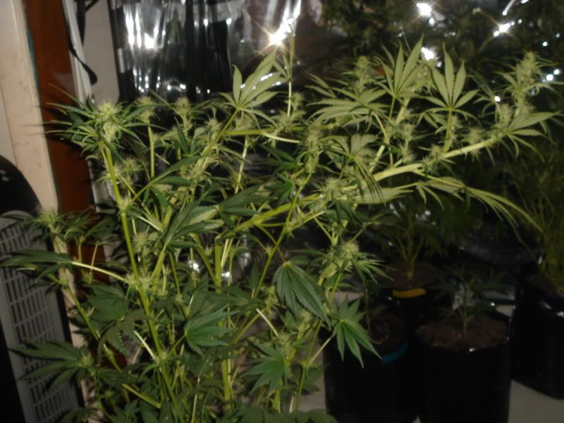 NewBudPorn010.jpg