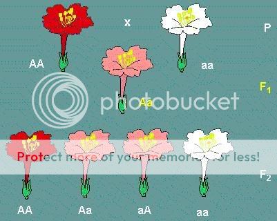 1_MENDEL_s_second_law__the_principl.jpg