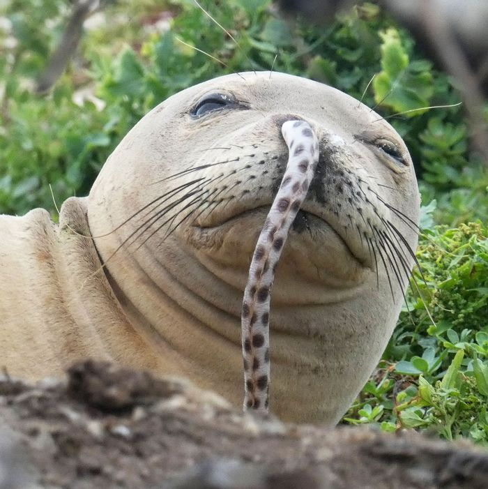 7-seal-nose-eel.w700.h700.jpg