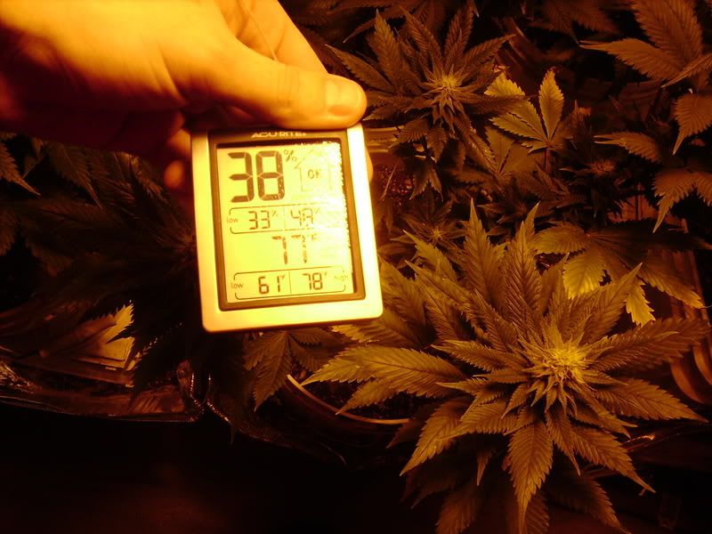 plants153.jpg