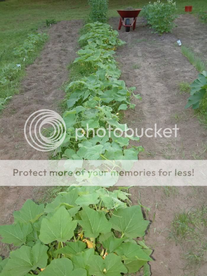 cuke3_5-27.jpg