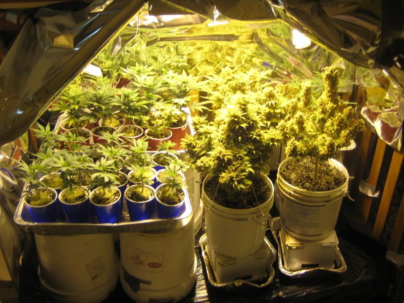plants300.jpg
