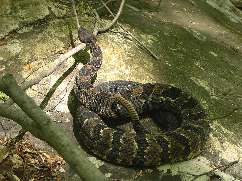 rattlesnake_large.jpg