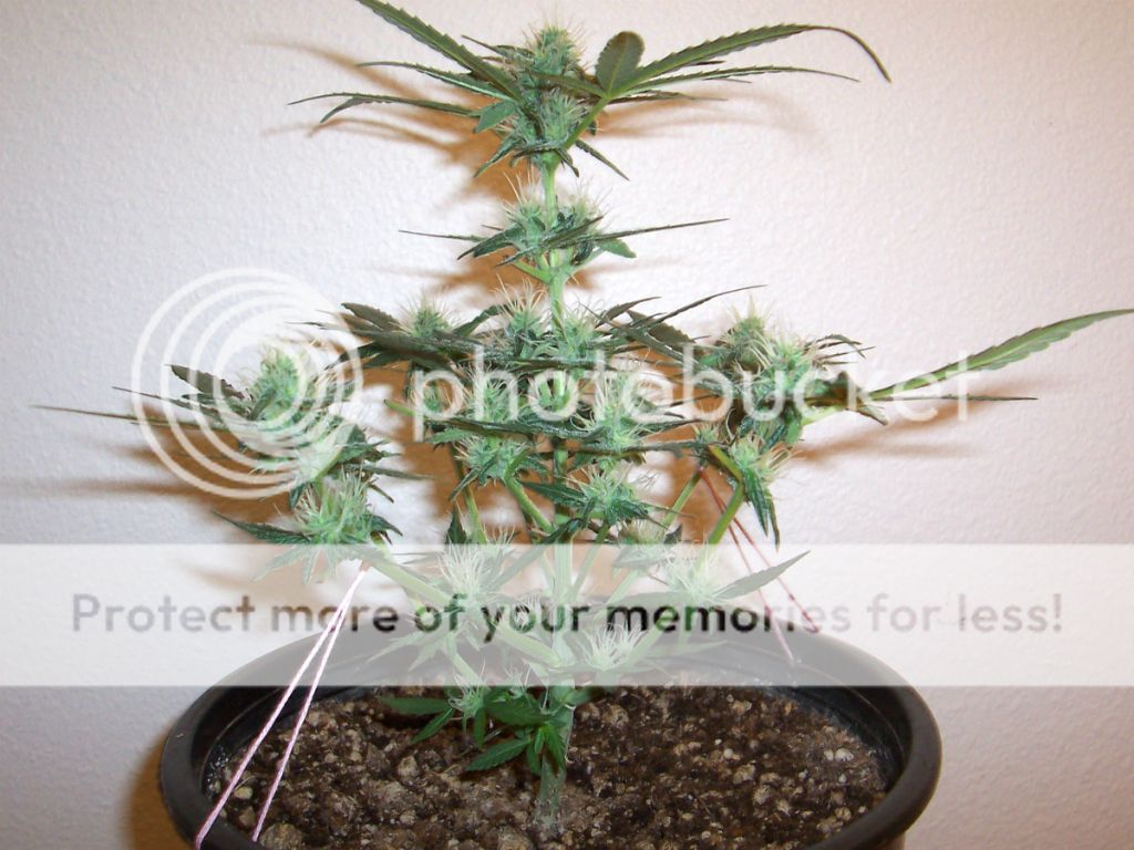 DAY44_PLANT3.jpg