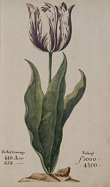 220px-Tulipomania.jpg