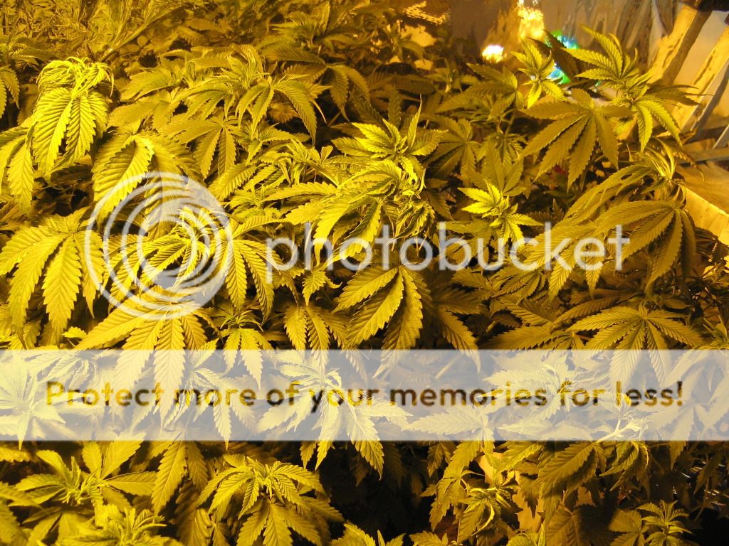 IMG_3750_zps1e3385de.jpg