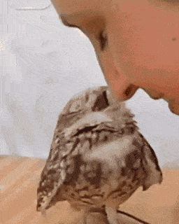gifs_10.gif