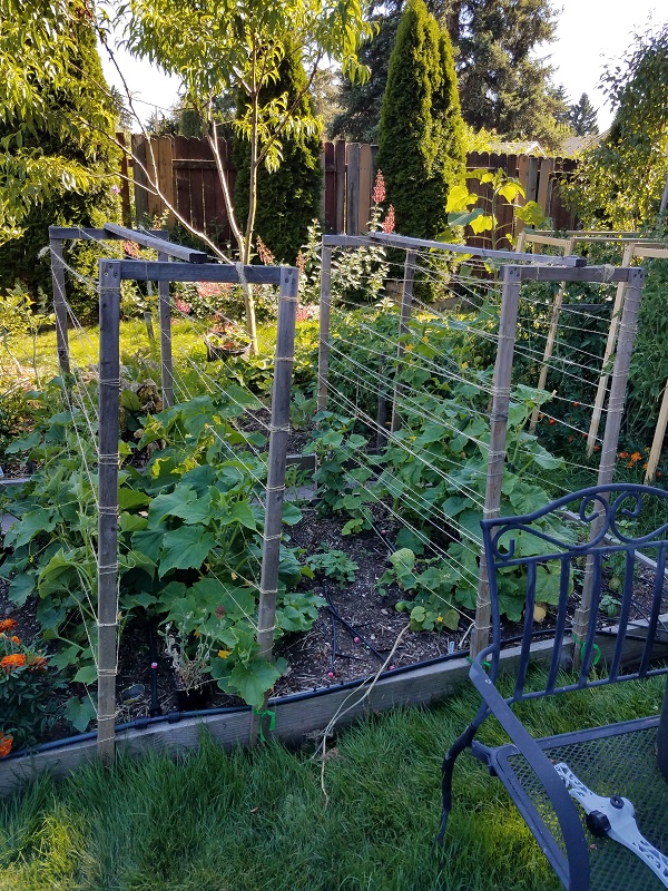 cucumber1b.jpg