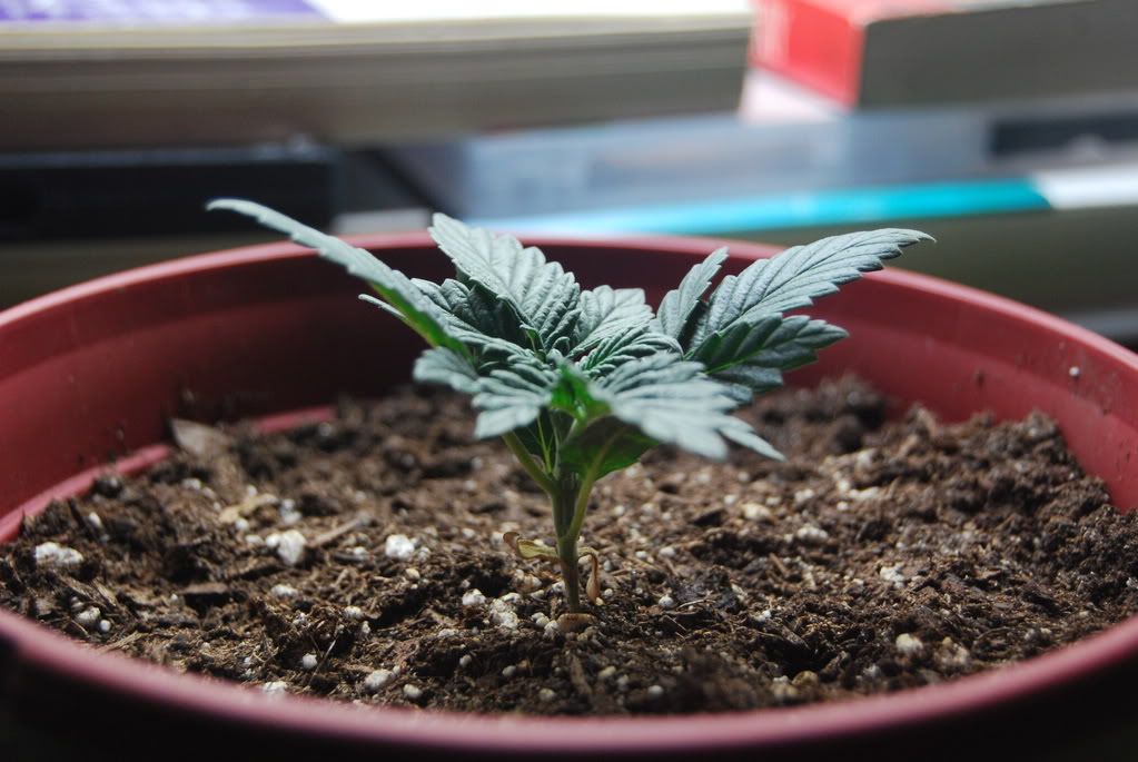 weednigga12010.jpg