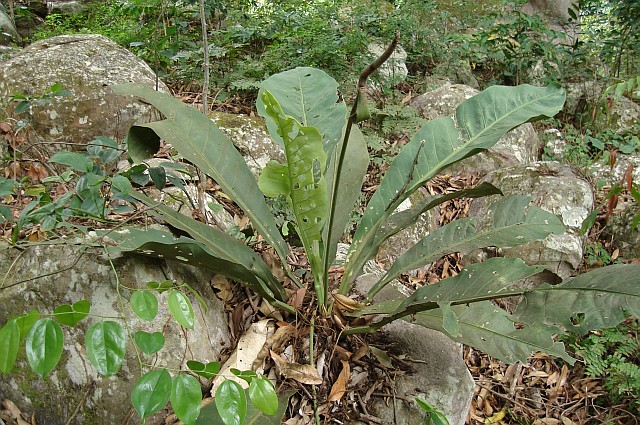 plant-growing-on-rocks.jpg
