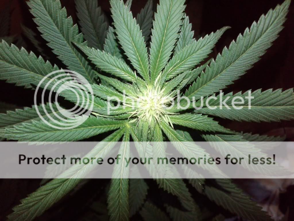gard_1_captkush_flower.jpg