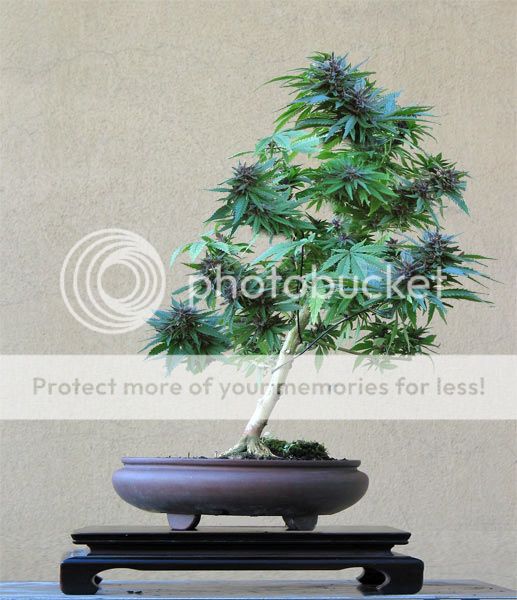 2007cannabissativa.jpg