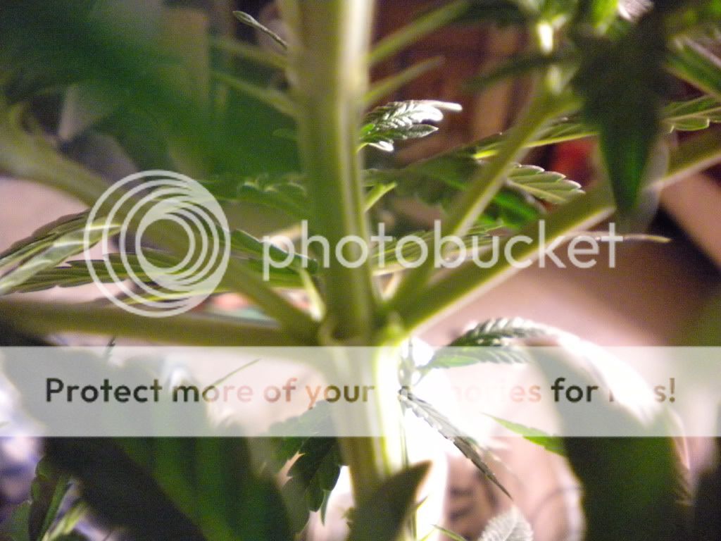 DSCN0466.jpg