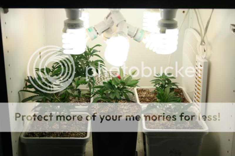 SeedlingsandClones007.jpg