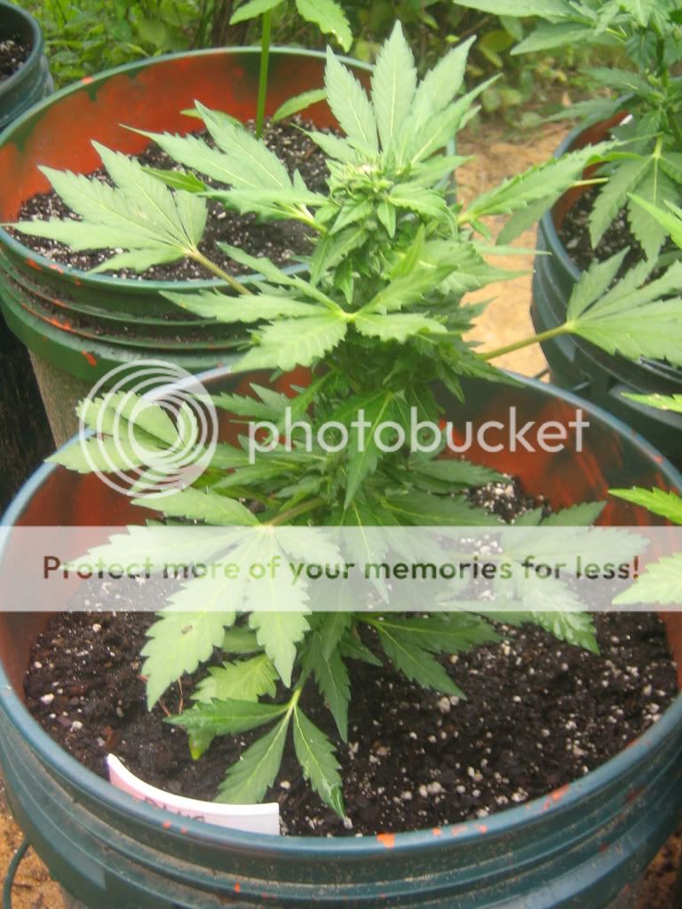 AutoBlueberry5-1.jpg