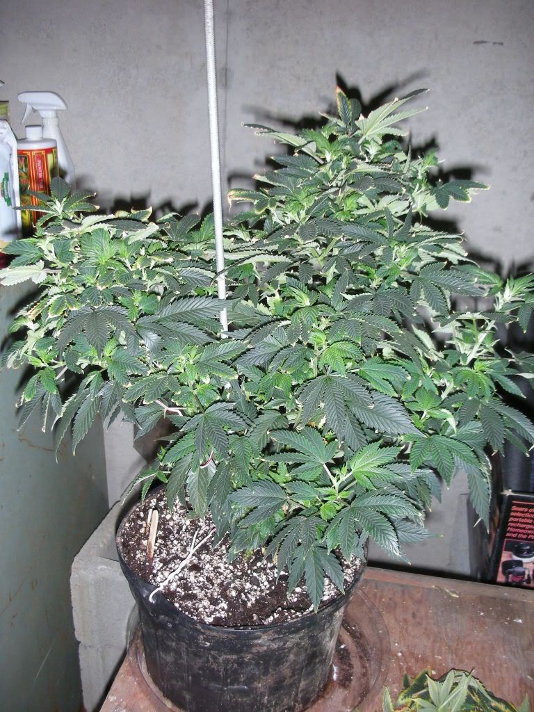 DSCN2430.jpg