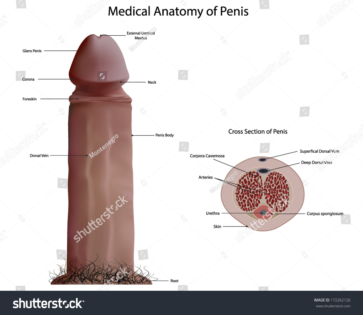 stock-vector-medical-anatomy-of-penis-vector-172262126.jpg