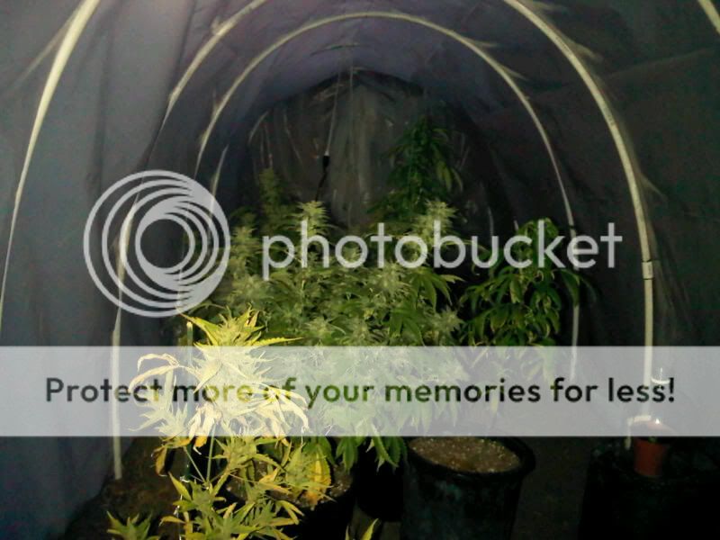 IMG00252-20111207-1659.jpg