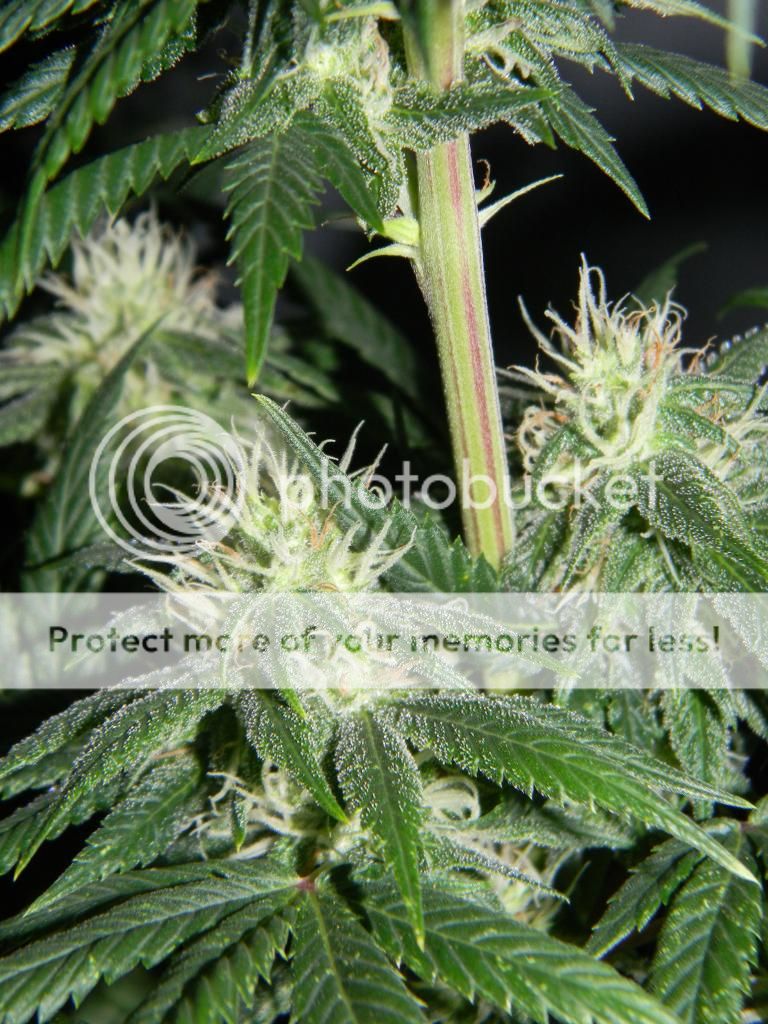 DSCN1591_zpsf5c31aaf.jpg