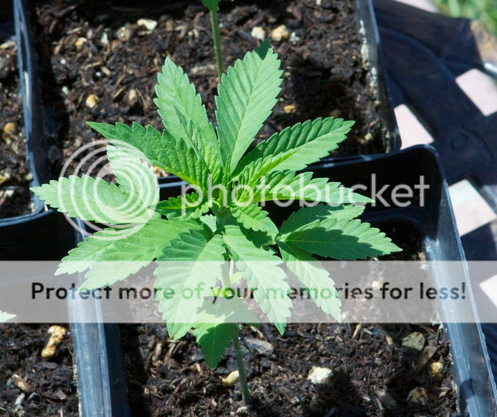IMG_9689_zpsq2dhtmyt.jpg