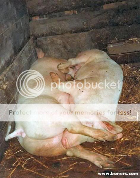 pig69.jpg