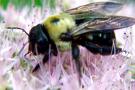 bee.jpg