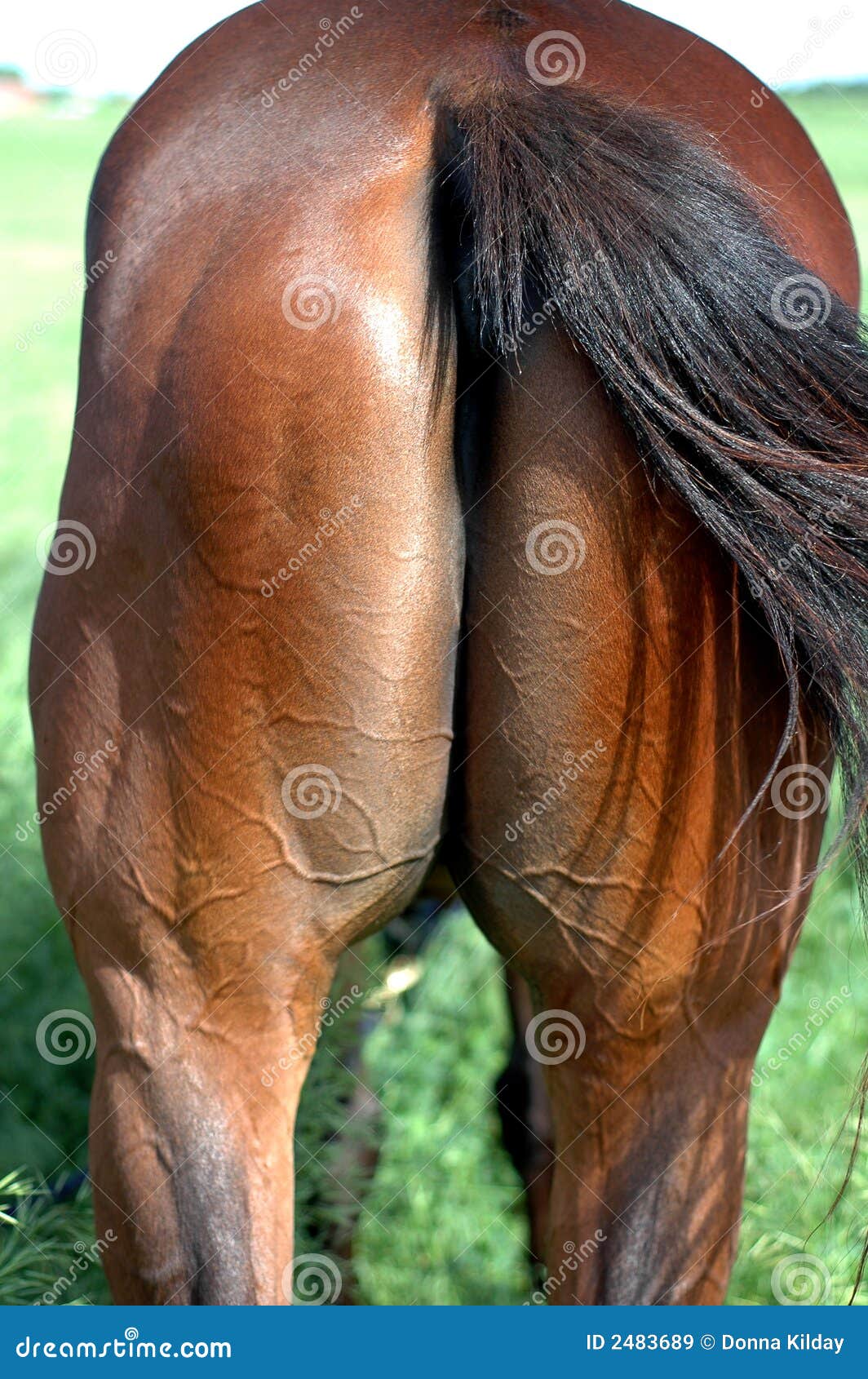 horse-s-ass-2483689.jpg