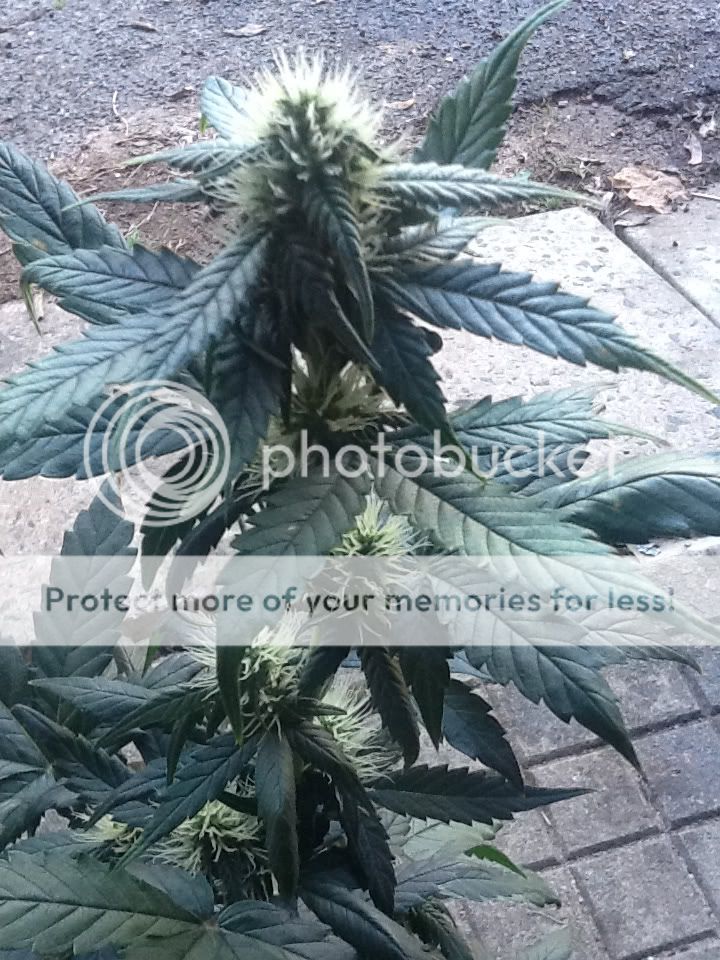 70346863.jpg
