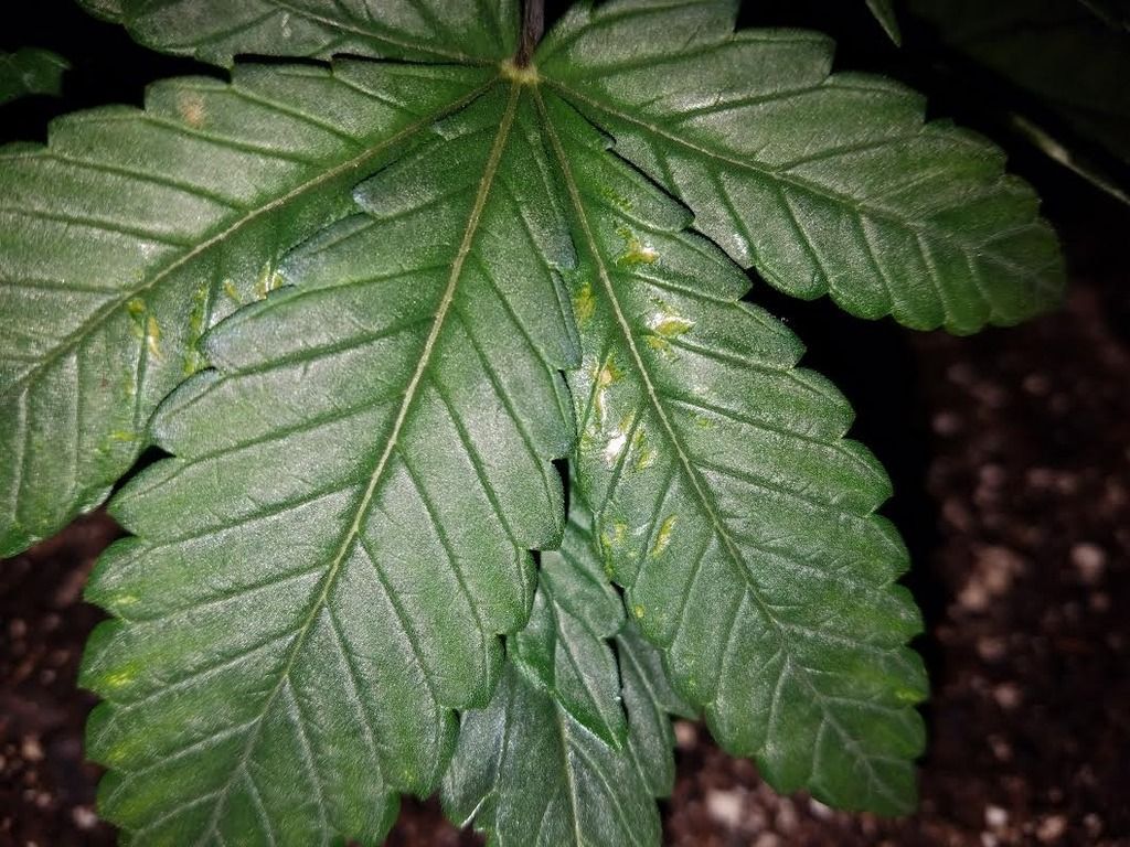 plantissue2.jpg