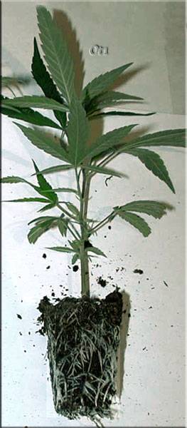 8887bonsai19.jpg