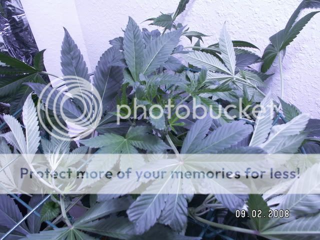 PICT0233.jpg