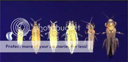thrips_zpsf9d67b81.jpg