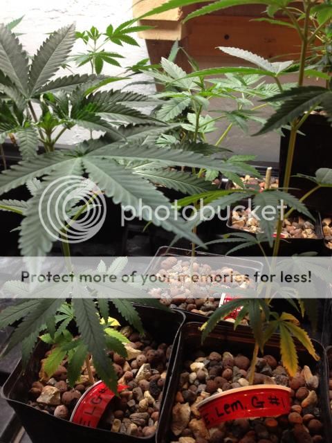 image_zpsbf53b4db.jpg