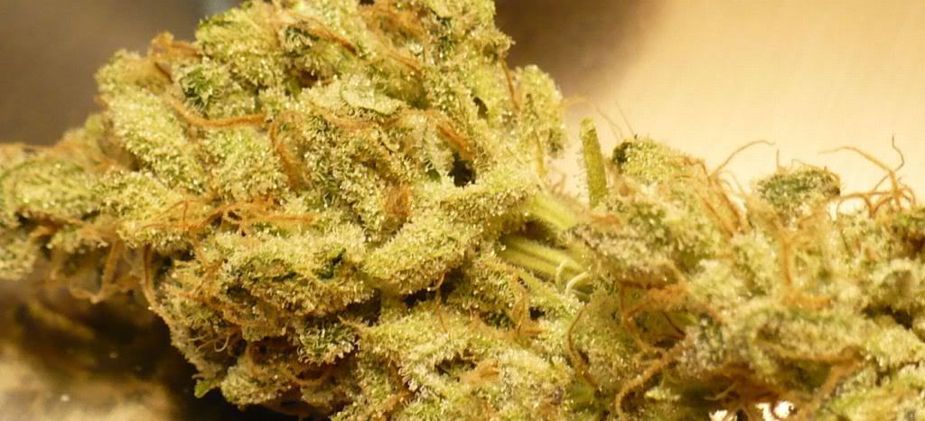 SnowWhitesamplebud.jpg