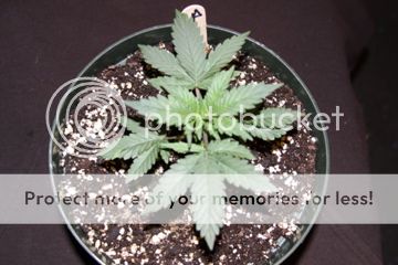 IMG_1013_zps9b6e7156.jpg