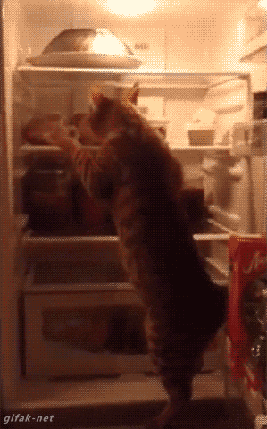 1434055269-delish-thoughts-fridge-cat.gif