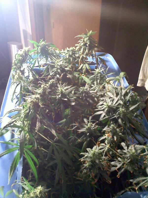 20101213141552.jpg