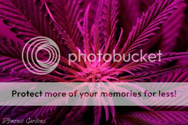 _MG_8277_zps4d51d8f4.jpg
