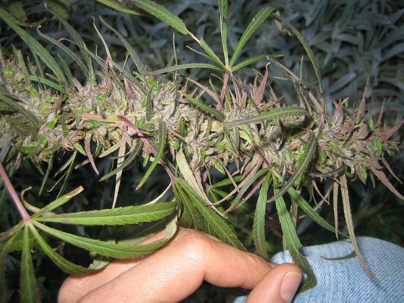 Ethiopian Highland (African Seeds) - Page 2 - International Cannagraphic  Magazine Forums