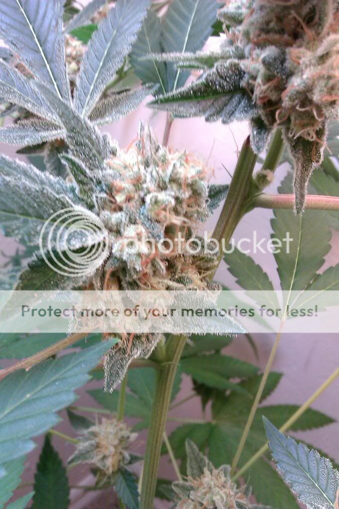 IMAG0004_zpse9cbb2de.jpg